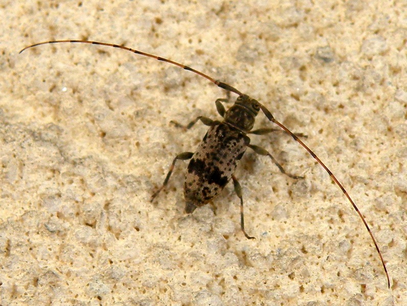 Cerambycidae: Leiopus femoratus